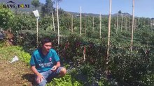 CARA PENYEMPROTAN CABE AGAR TIDAK MUDAH RONTOK #7