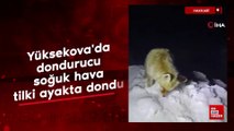 Yüksekova’da dondurucu soğuk hava: Tilki ayakta dondu