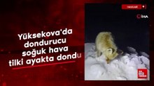Yüksekova’da dondurucu soğuk hava: Tilki ayakta dondu