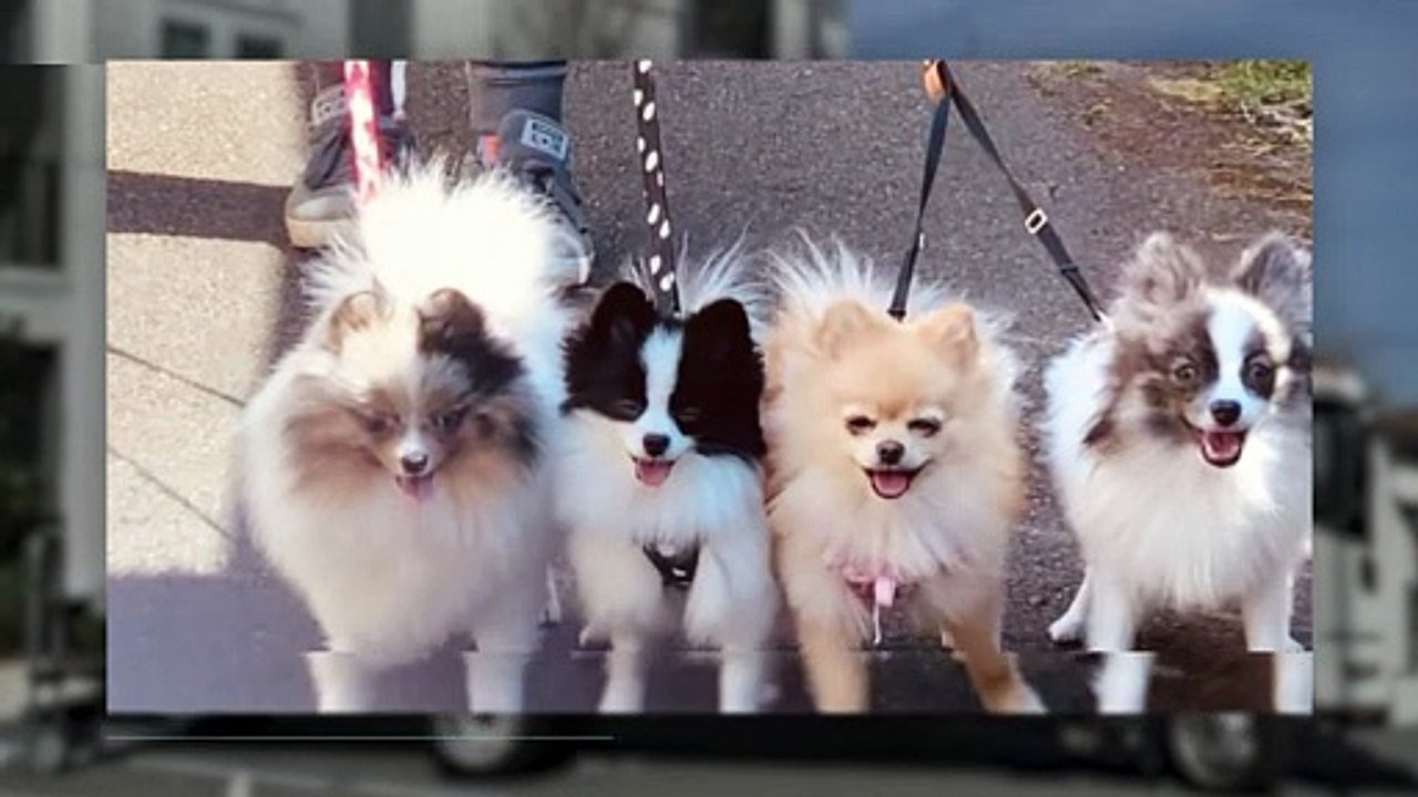 heartlovepoms_jan