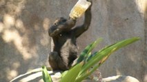 How Else Would You Celebrate Your Birthday? This Gorilla Does It by Tumbling Around and Being Goofy