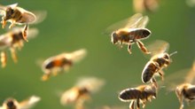 Bees May Have a Greater Capacity for Cooperation Than Their Tiny Brains Suggest