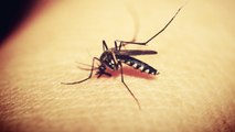 Mosquito Saliva Can Weaken the Body’s Immune Response to Viruses
