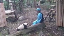 A Sweet Interaction Between a Panda Cub and Her Caretaker Is Melting Hearts