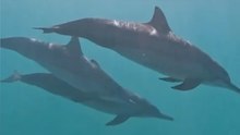 Must See: The Moment 20 Dolphins Surround a Diver to Put on a Show