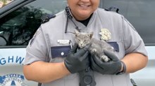 A Nevada State Trooper Stepped In to Rescue a Stranded Kitten
