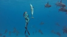 A Dolphin Matched a Freediver’s Movements in a Rare Red Sea Moment