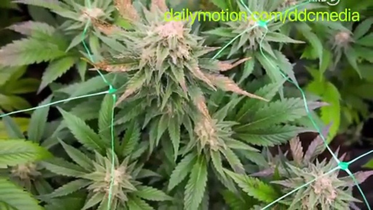 Cannabis Social Club - Einfach #legal #Kiffen   #Y-Kollektiv   #CSC, CANNABIS SOCIAL CLUB, Medizinisches Cannabis, THC, CBD, Cannabis Social Club, #legal Kiffen,  #Y-Kollektiv, CSC, CANNABIS SOCIAL CLUB, Medizinisches Cannabis, #THC, #CBD