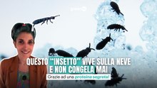 Questo "insetto" vive sulla neve e non congela mai