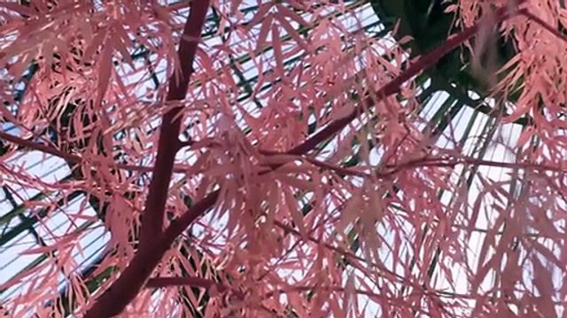 مجموعة شانيل هوت كوتور ربيع :2026 حين تصبح الخفة لغة الأناقة