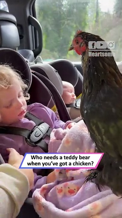 Toddler Wakes Up to a Chicken Riding Beside Her—and Smiles