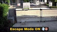 Dog escapes house like a ninja despite all safety measures being in place