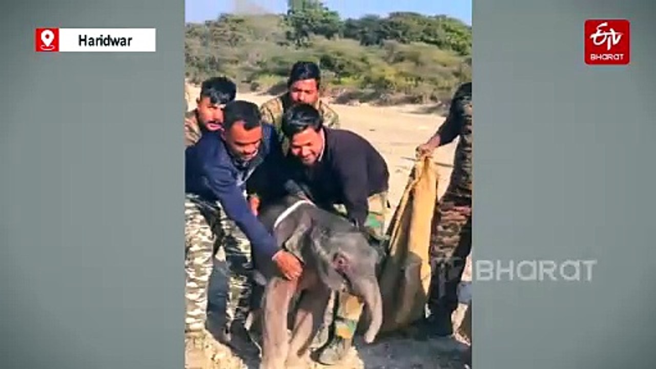 WATCH | Rescued Baby Elephant In Haridwar Now Healthy, Stands On Its Own