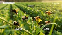 꿀벌 대신 ‘뒤영벌’…1800억 버는 효자