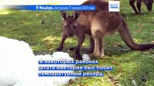 Аномальная жара в Австралии: температура приблизилась к 50°C