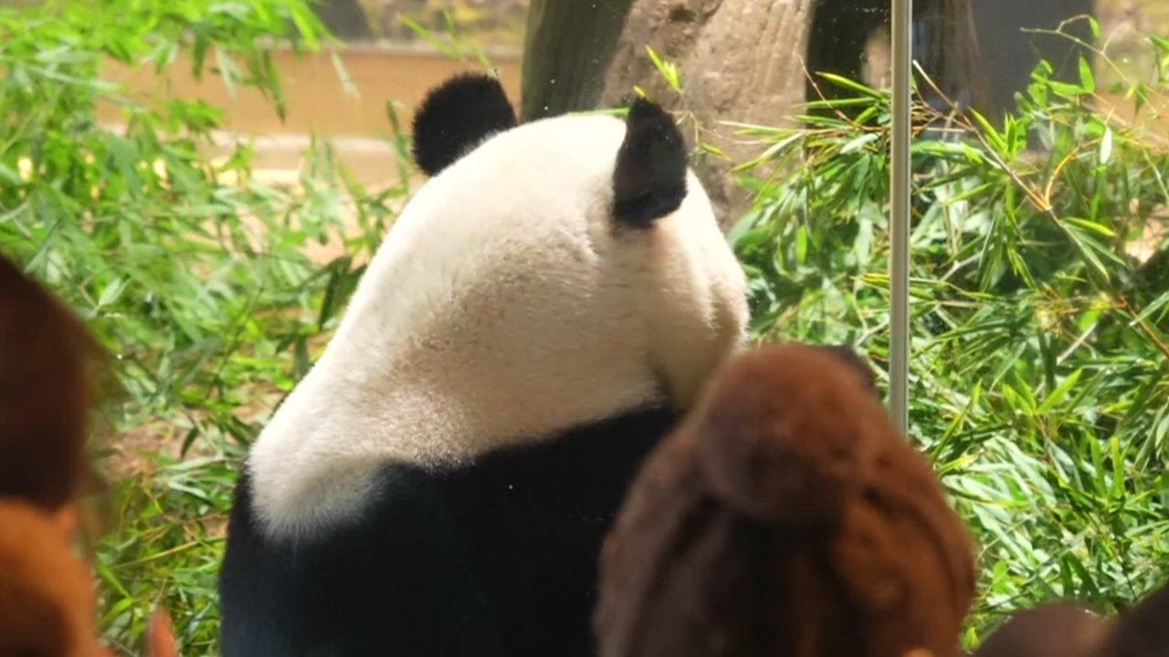 Japan: Final viewing day for Ueno zoo pandas