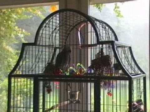 Pommes poires scoubidou ah