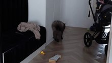 Fluffy Cat vs A Ball #cat #shorts #play #fun #funny