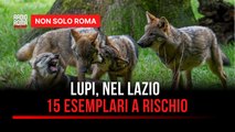 Nel Lazio 15 esemplari di lupo rischiano di essere abbattuti: ecco cosa sta succedendo
