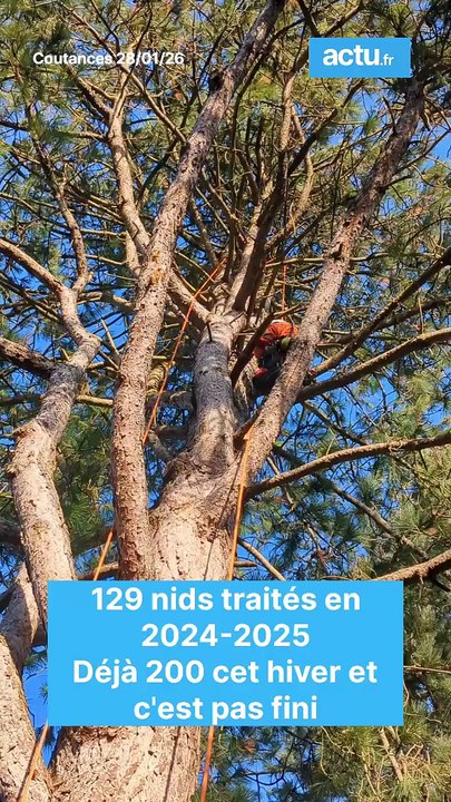Cette ville de la Manche envahie par les chenil...