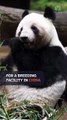 Japan bids farewell to last giant pandas as pair leave for China
