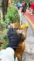 Hilarious Monkey Compilation 🐒 #funnyanimals #shorts
