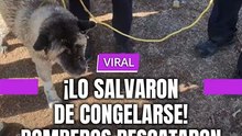 ¡ Lo salvaron de congelarse ! Bomberos rescataron a un perrito de un lago congelado