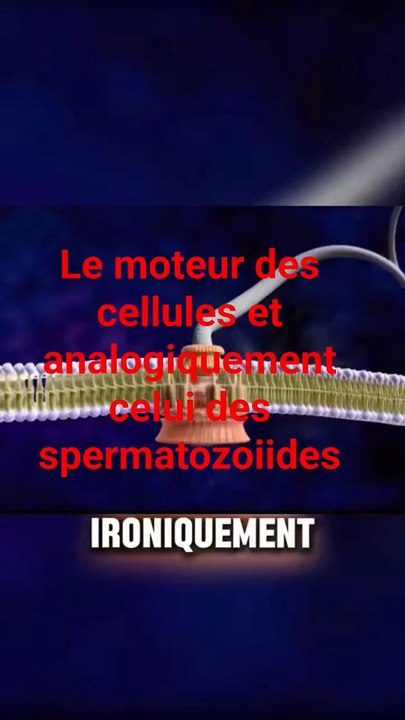 LE Moteur de spermatozoïdes