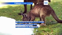 Onda de calor extremo assola a Austrália, com temperaturas próximas dos 50 graus