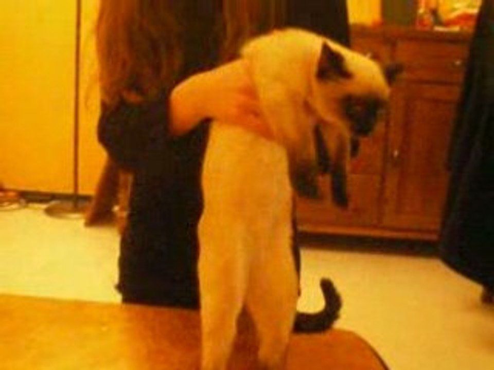 chat qui danse