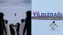 ‘Nihilist Penguen’ Sivaslı oldu