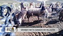Granizada en Villazón deja 160 cabezas de ganado muertas y afecta la producción agrícola