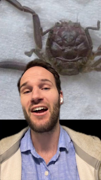 Le Heikegani un CRABE pas COMME LES AUTRES