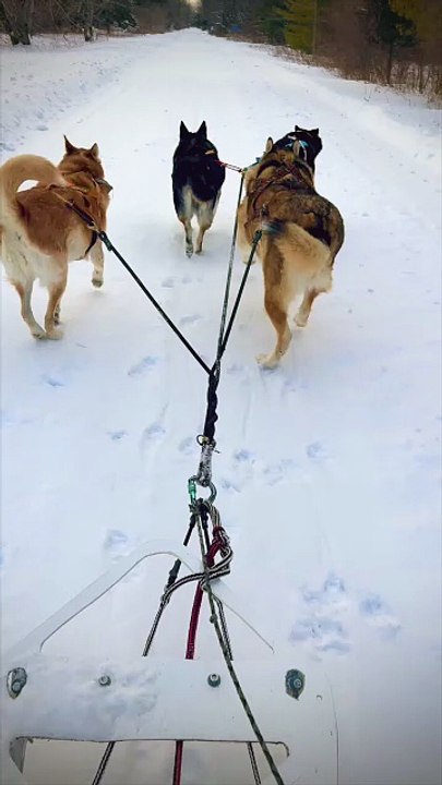 ❄️ 🐕 🐕 🐕 🛷 ⛄️ January 28, 2026 Dog Sledding