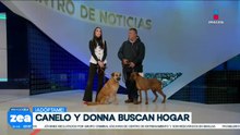 ¡Adopta no compres! Donna y Canelo están en busca de un hogar