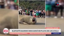 Elefante marino aparece en playa de Los Ayala | DPC con Paola Rojas