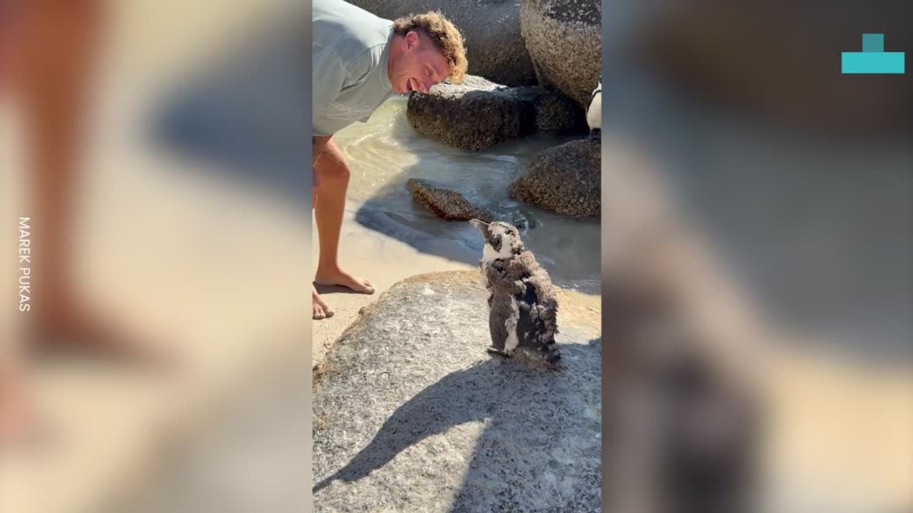 Teenage Penguin Comes to Say Hello