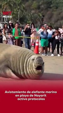 🦭🌊 Avistamiento de elefante marino en playa de Nayarit activa protocolos