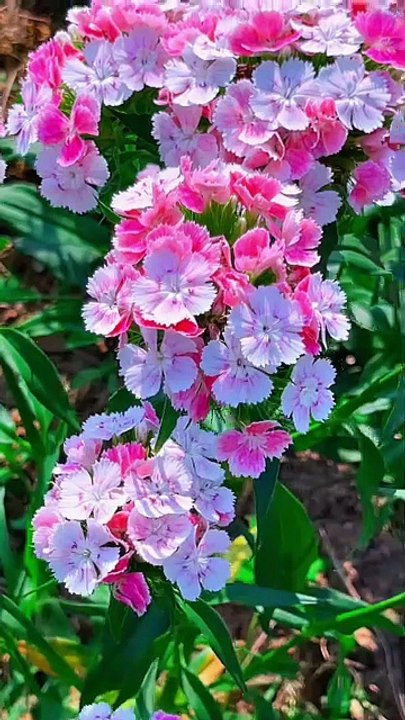 “Soft Pink and White Flowers in Bloom 🌸 | Beautiful Nature Shorts”