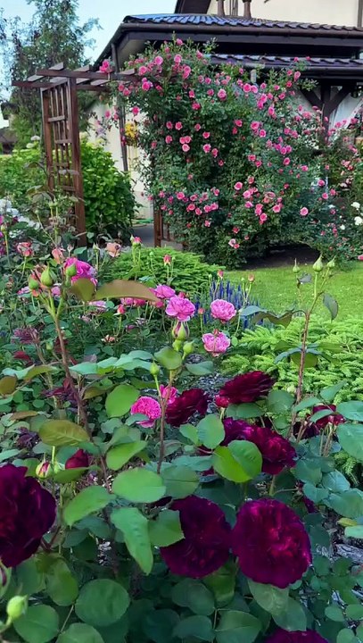 “Beautiful Home Rose Garden 🌹 | Peaceful Backyard Nature View”
