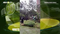 Caída de árbol y poste bloquea la Transversal Superior en Medellín