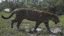 Piden respeto para el jaguar visto en ranchos de Tacotalpa, en Tabasco | VIDEO