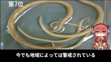 【豆知識】危険な寄生虫　【Trivia News】Dangerous Parasites