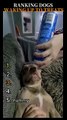 RANKING DOGS WAKING UP TO TREATS