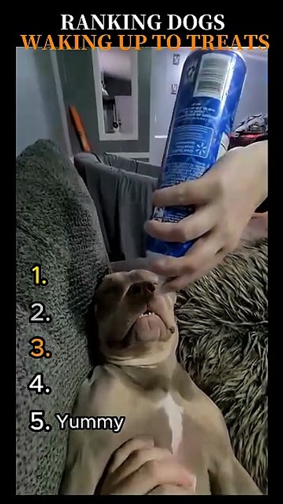 RANKING DOGS WAKING UP TO TREATS