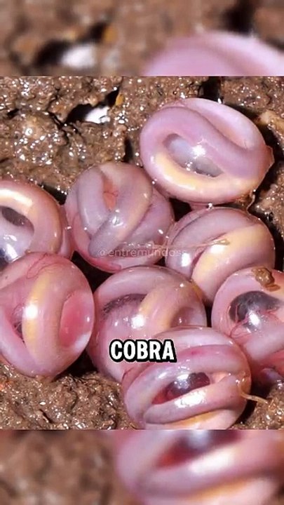 Os ovos mais bizarros que existem