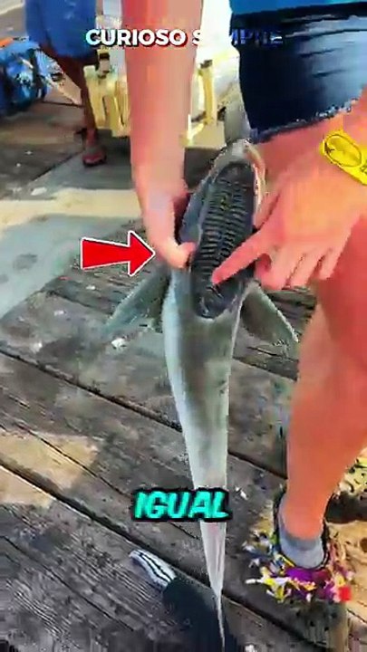 O PEIXE QUE GRUDA E NÃO SOLTA