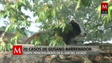 Tamaulipas registra 20 casos de gusano barrenador y Senasica mantiene vigilancia sanitaria
