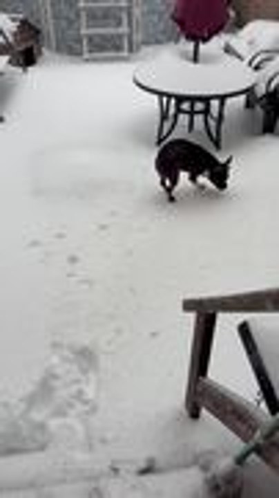 Puppy Experiences Snow For First Time