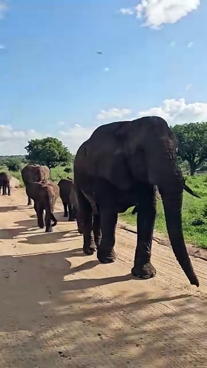 The Moment Elephants when a group of passed by